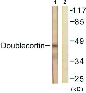 Anti-Doublecortin antibody produced in rabbit