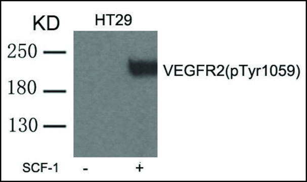 Anti-phospho-VEGFR2 (pTyr¹???) antibody produced in