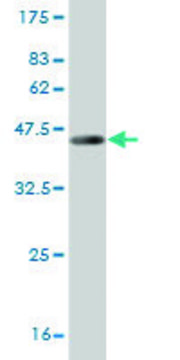Monoclonal Anti-RLN1 antibody produced in