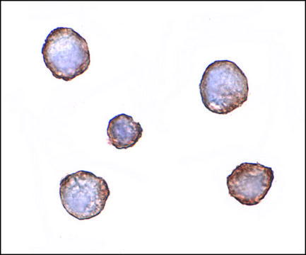 Monoclonal Anti-XBP-1 antibody produced in