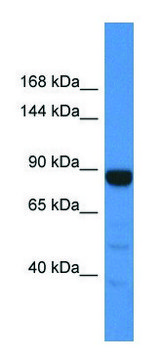 Anti-MTTP (C-terminal) antibody produced in