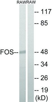 Anti-FOS antibody produced in rabbit