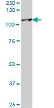 Anti-UBE1L antibody produced in mouse