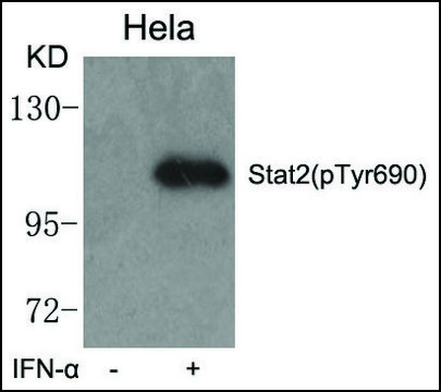 Anti-phospho-Stat2 (pTyr???) antibody produced in