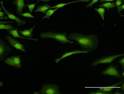 Anti-BOLL antibody produced in rabbit