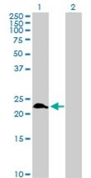 Anti-RAB9A antibody produced in rabbit
