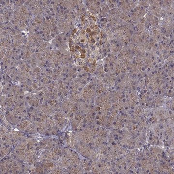 Anti-FNIP2 antibody produced in rabbit