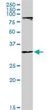 Anti-MYOD1 antibody produced in rabbit