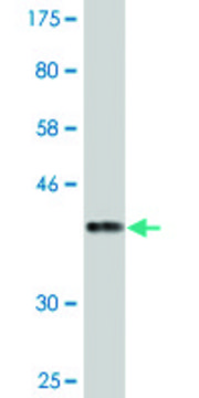 Monoclonal Anti-KIF16B antibody produced in