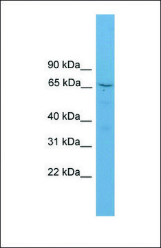 Anti-SCG2, (N-terminal) antibody produced in
