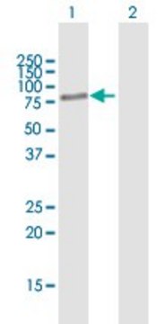 Anti-BBS2 antibody produced in mouse