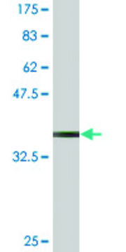 Monoclonal Anti-PCDH10 antibody produced in