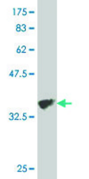 Monoclonal Anti-COL5A3 antibody produced in