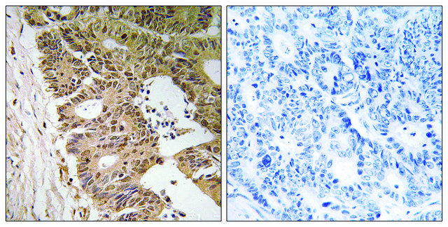 Anti-ZC3H8 antibody produced in rabbit