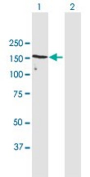 Anti-UACA antibody produced in mouse