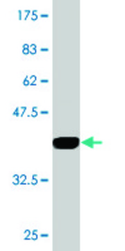Monoclonal Anti-RPP14 antibody produced in