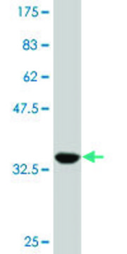 Monoclonal Anti-TCF2 antibody produced in