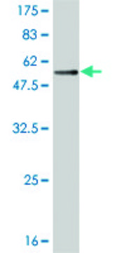Monoclonal Anti-TREM1, (C-terminal) antibody produced