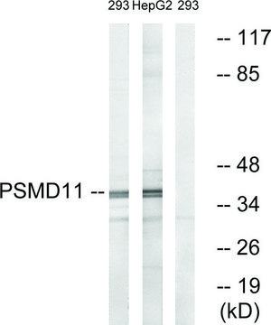 Anti-PSMD11 antibody produced in rabbit