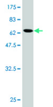 Monoclonal Anti-BCL2L14 antibody produced in