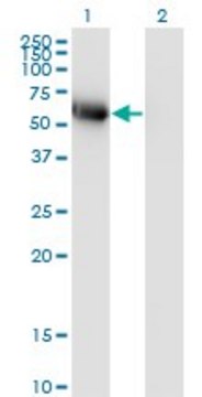 Monoclonal Anti-BLK antibody produced in