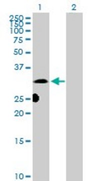 Anti-DNALI1 antibody produced in rabbit