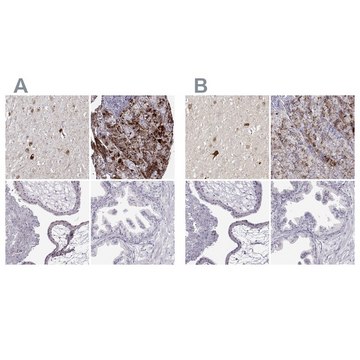 Anti-VGF antibody produced in rabbit