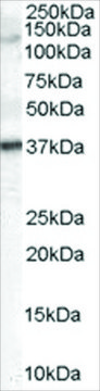 Anti-Galanin Receptor 3 antibody produced
