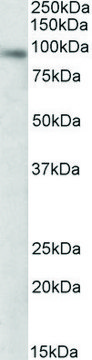 Anti-DTX3 antibody produced in goat