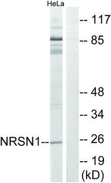 Anti-NRSN1 antibody produced in rabbit