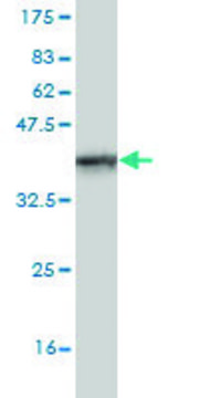 Monoclonal Anti-Siglec-8 antibody produced in