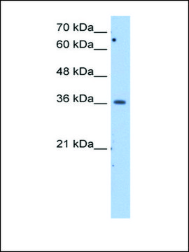 Anti-MDH1 antibody produced in rabbit