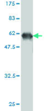 ANTI-FLJ20643 antibody produced in mouse