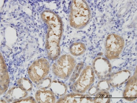 Monoclonal Anti-ALDH1L1 antibody produced in
