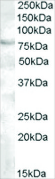 Anti-FOXP2, C-Terminal antibody produced in