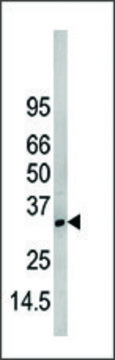 Anti-NAP1L1 (N-term) antibody produced in