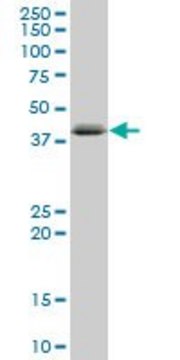 Anti-C1QTNF6, (C-terminal) antibody produced in