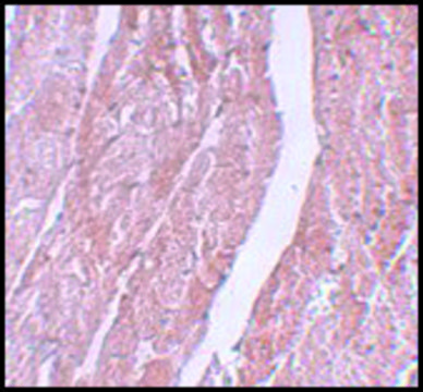 Anti-MINA antibody produced in rabbit