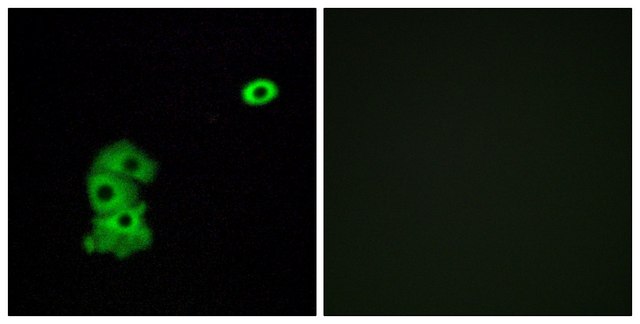 Anti-OR4C6 antibody produced in rabbit