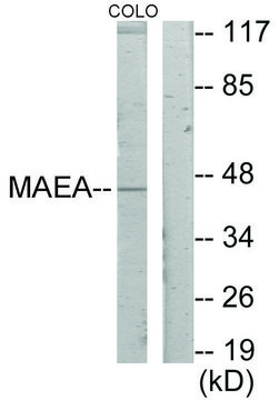 Anti-MAEA antibody produced in rabbit