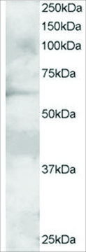 Anti-GRB7, N-Terminal antibody produced in