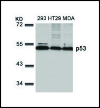 Anti-TP53 (Ab-9) antibody produced in