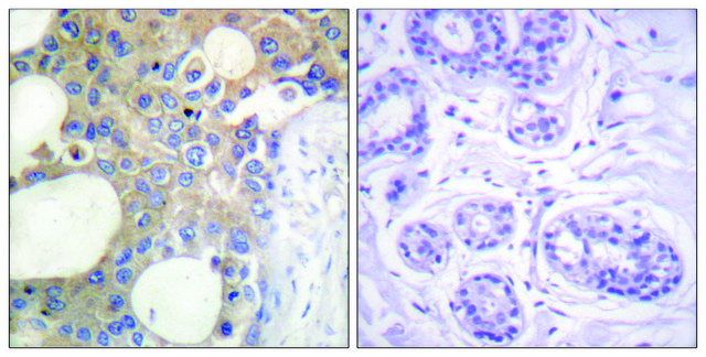 Anti-CD227 antibody produced in rabbit