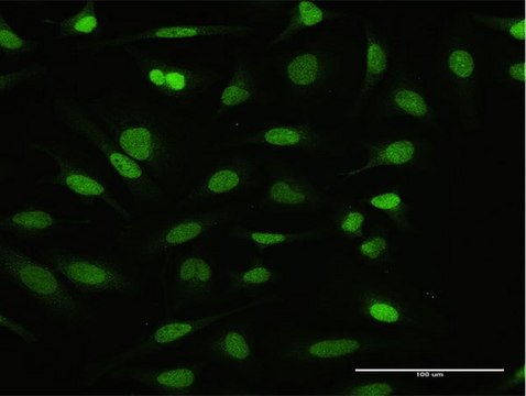 Anti-NFATC2IP antibody produced in rabbit