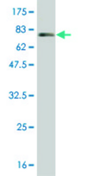 Monoclonal Anti-IFNA2, (C-terminal) antibody produced