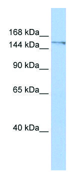 Anti-POLQ (C-terminal) antibody produced in