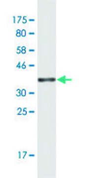 Monoclonal Anti-KIR3DX1 antibody produced in