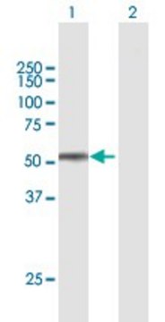 Anti-SPOCK2 antibody produced in mouse