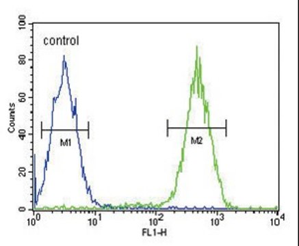 ANTI-CD11B(N-TERMINAL) antibody produced in rabbit