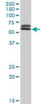 Anti-TAF6 antibody produced in rabbit